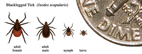 Ticks